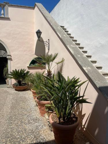 a row of potted plants sitting next to a building at La Corte di Zia Lucia - vicino Ospedale Panico in Tricase