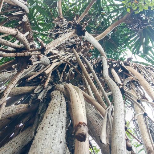 a close up of the branches of a palm tree at Cinnabar Resort in Tangalle