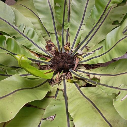 a close up of the center of a green plant at Cinnabar Resort in Tangalle