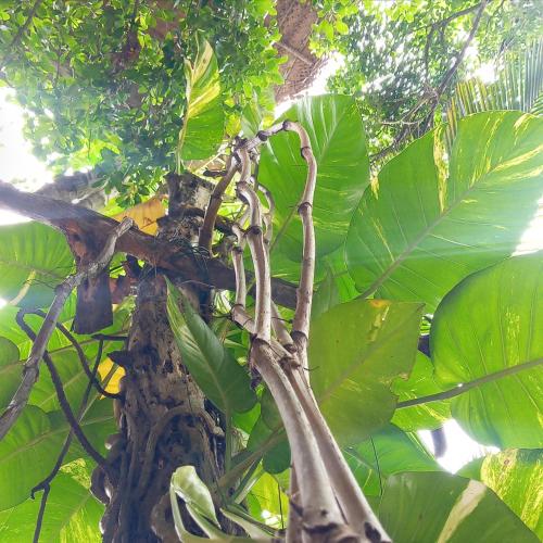 a tree with a bunch of green leaves on it at Cinnabar Resort in Tangalle