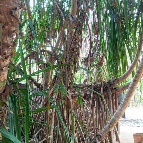 a tree with lots of vines on it at Cinnabar Resort in Tangalle