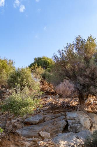 a rocky hill with trees and bushes on it at Evelyn Villa Crete in Tsoútsouros