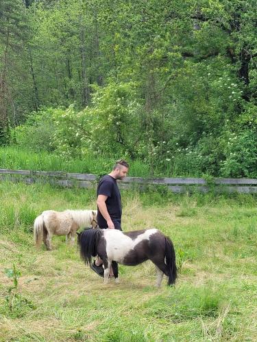 a man standing in a field with two horses at Ferienwohnung Silvia in Sankt Kanzian