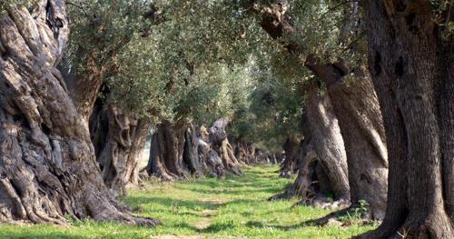 a row of trees with a field of grass at Blue Sea Apartment in Torre Canne