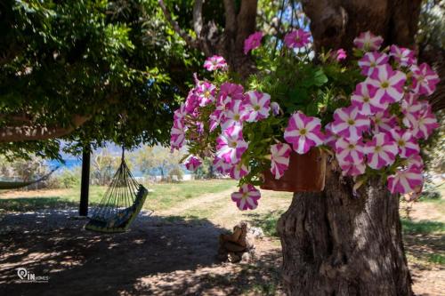 a dog sitting under a tree with a pot of flowers at Cottage On The Wave With Amazing View in Paralia Kallonis