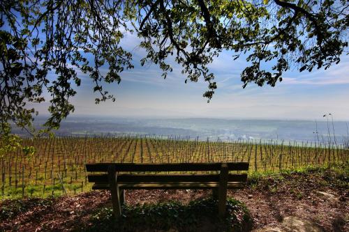a park bench sitting in front of a vineyard at Kreuz-Post Hotel-Restaurant-SPA in Vogtsburg