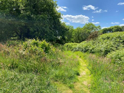 a path through a field of grass and trees at Otterly's Retreat in Skibbereen