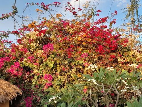 a bunch of flowers in a garden at Campement Baobab chambres d'hotes 15mn de l'aeroport in Poponguine