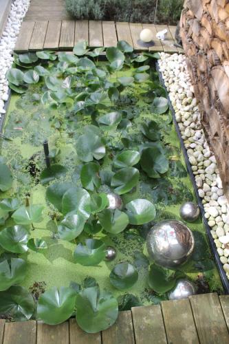 a pond filled with lots of green leaves on a wooden deck at Purple Papillon in Heuvelland