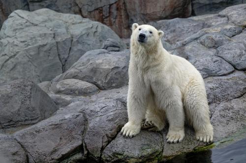 a polar bear standing on some rocks at Holiday Inn Express and Suites Calgary University by IHG in Calgary