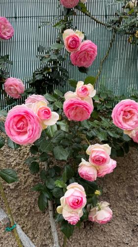 a bunch of pink roses in front of a fence at Il Cigno B&B in Capri