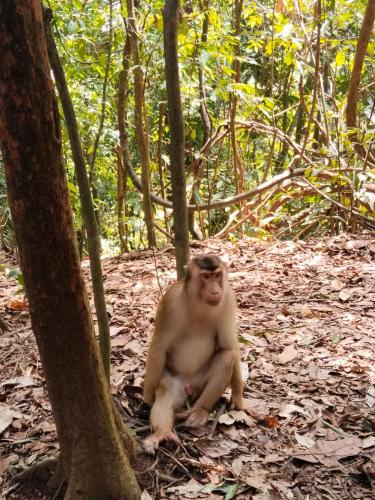 Φωτογραφία από το άλμπουμ του Jhony's Backpacker-Guest House only stay here book treking with us σε Bukit Lawang