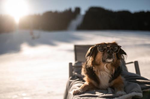 a dog wearing sunglasses sitting on a chair on the beach at ADEA Lifestyle Suites Fieberbrunn in Fieberbrunn