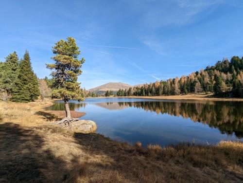 a tree sitting on a rock next to a lake at Almrausch Lodge Grohmann in Turracher Hohe