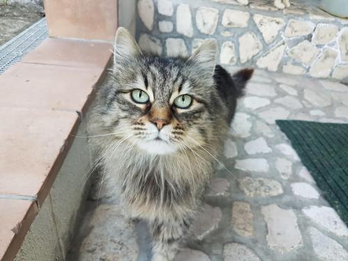 a cat with blue eyes standing on a sidewalk at Il Rifugio del Cacciatore / The Hunter's Shelter in Pretoro