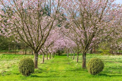 a row of trees in a field with pink flowers at The Old Rectory in Hatfield