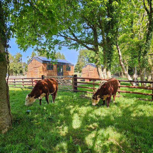 two cows grazing in the grass near a fence at Woodland Shepherds Hut - 'Saga' in Caernarfon