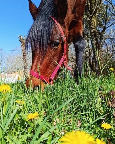 a brown horse grazing in a field of grass at 4-Gîte 4 personnes avec piscine in Saint-Aubin-de-Nabirat