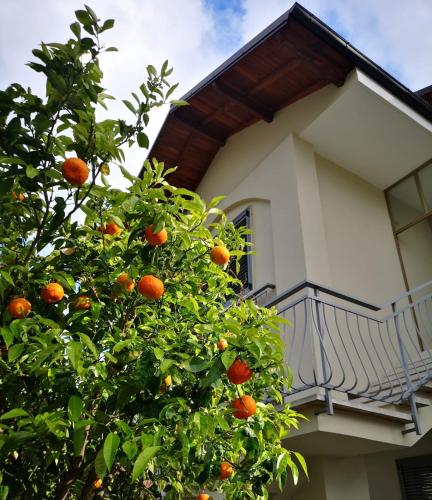 an orange tree in front of a building at Loano Casa Archè villa indipendente con giardino in Loano
