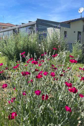 a field of red flowers in front of a building at Il Giardino di Sofia B&B in Piozzo