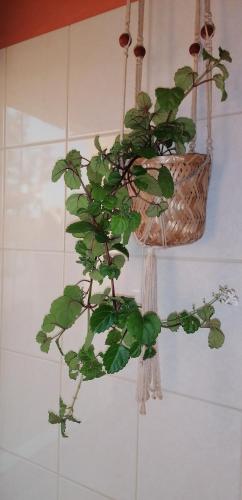 une plante dans un panier suspendu à un mur dans l'établissement Bouquin-couette, à Plouguerneau