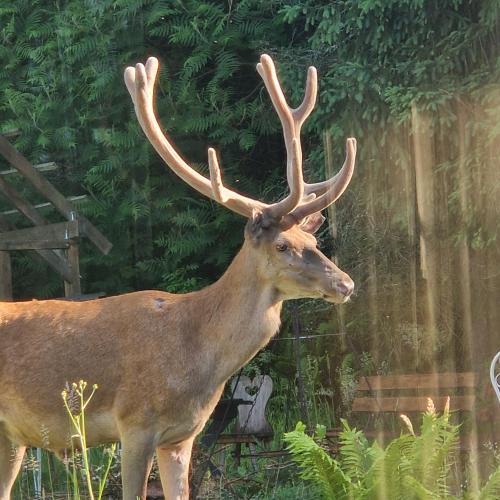 a deer with large antlers standing in a field at Willa Marysin in Maków Podhalański