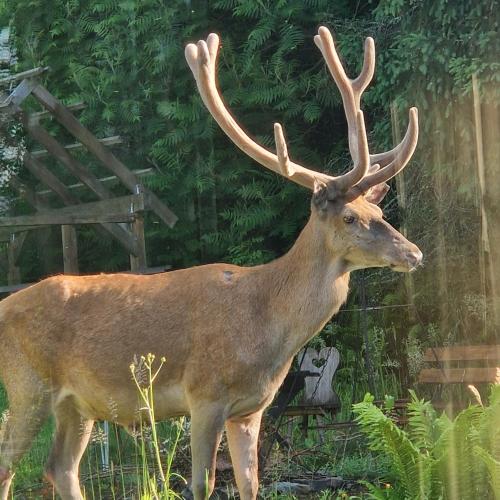 a deer with large antlers standing in a field at Willa Marysin in Maków Podhalański