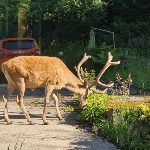 a deer with large antlers eating grass on a street at Willa Marysin in Maków Podhalański