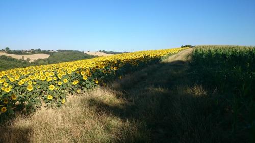 a large field of sunflowers on a hill at La Grande Oasis - B&B et Spa in Grazac