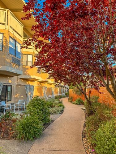 a tree with red leaves in front of a building at The Lodge at Tiburon in Tiburon
