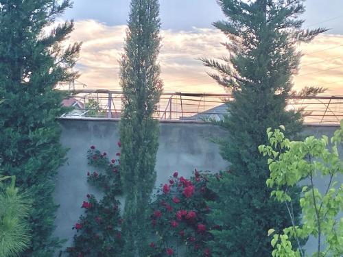 two tall trees in a garden with flowers at Villa Lux in Quba in Quba