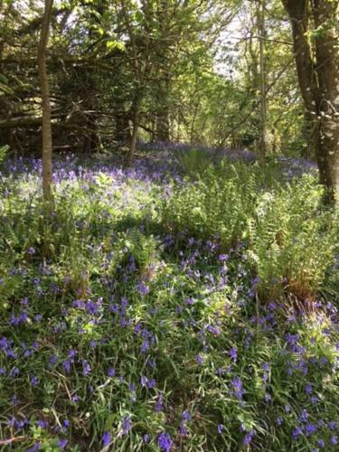 a field of blue flowers in the woods at A Tranquil Retreat for Two in Pont-Robert