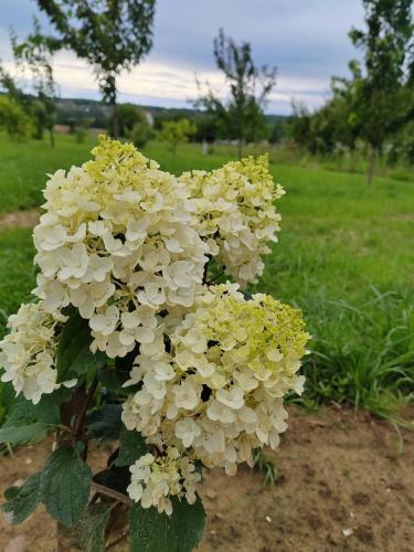 a bush of white flowers in a field at Gímes Apartman in Cserszegtomaj