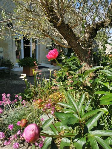a garden with pink flowers and a tree at Chambre de l'Iris in Sainte-Croix-sur-Mer