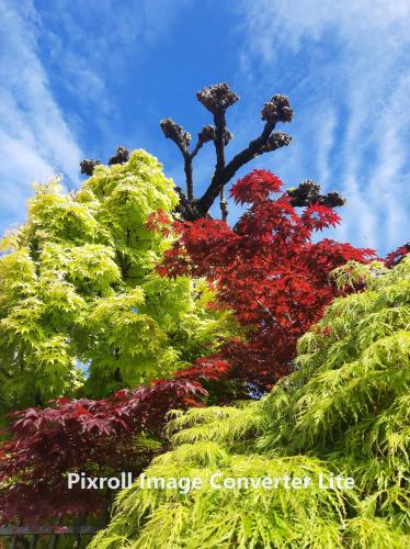 a tree covered in green and red plants at B&B da Monsignore in Crespano del Grappa