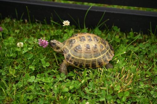 Zvířata v chaty nebo okolí