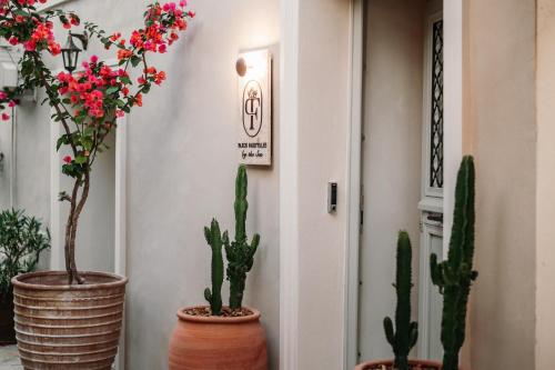 a group of cactuses in pots in a hallway at Paxos Fairytales by the Sea 1 in Gaios