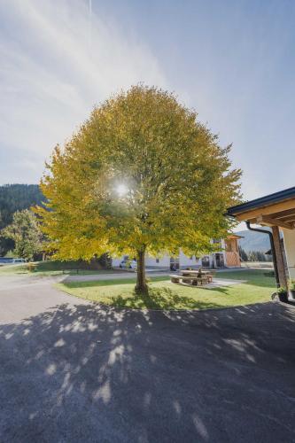 a tree sitting in the grass next to a building at Romantik Chalet in Zedlitzdorf