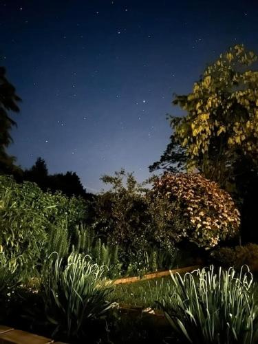 a garden with plants and trees at night at Linden Suite in Goring