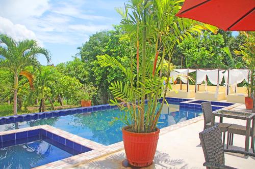 a plant in a pot next to a swimming pool at Hotel Palacio Puerto Princesa in Puerto Princesa City
