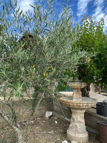 a plant in a stone vase with a tree at Andar Moradia T2 na Casa Do Olival in São João da Pesqueira