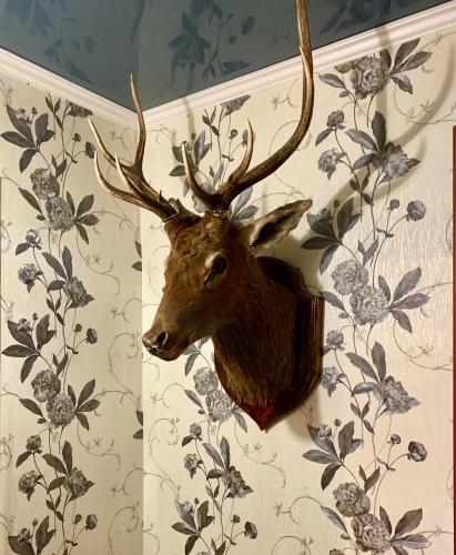 Animals a l'apartament o a prop
