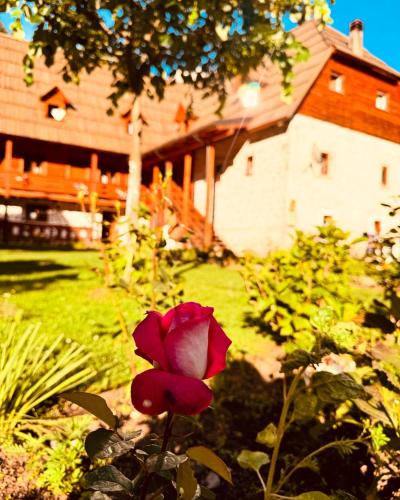 a red rose in a garden in front of a house at Guesthouse Prrockaj Theth in Theth
