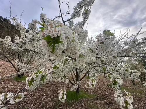 a flowering tree with white flowers on it at Agriturismo Serra Moneta in Santo Stefano Quisquina