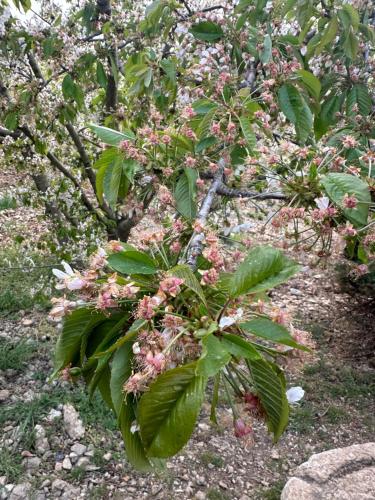 a tree with pink flowers on it at Agriturismo Serra Moneta in Santo Stefano Quisquina