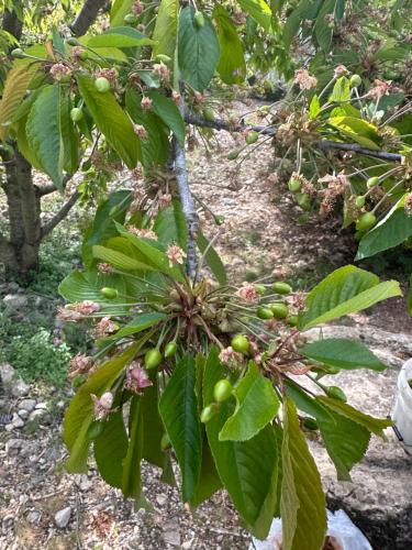 a bunch of green fruit on a tree at Agriturismo Serra Moneta in Santo Stefano Quisquina