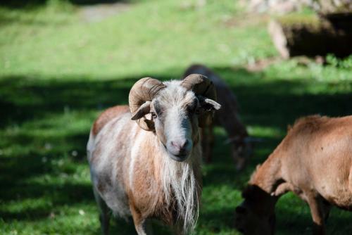 a ram with curved horns standing in a field at Penzion Pohádka in Hojsova Stráž