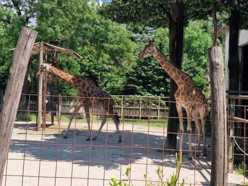 two giraffes walking around in an enclosure at a zoo at Rosa Selvatica by Holiday World in Marliana