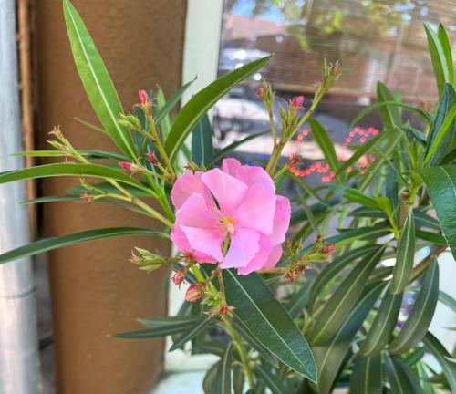 a pink flower sitting on top of a plant at Hotel Oswaldo in Budapest