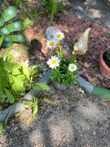 a group of daisies in a garden at Hotel Oswaldo in Budapest